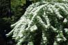 viburnum plicatum v tomentosum-1